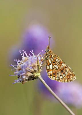 BUITEN BEELD Foto: 140072