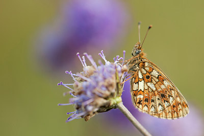 BUITEN BEELD Foto: 140073