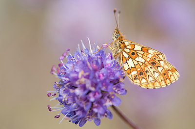 BUITEN BEELD Foto: 140075