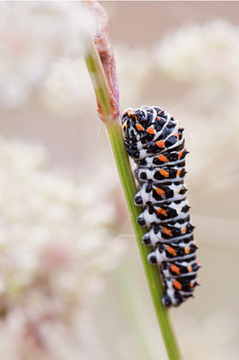 BUITEN BEELD Foto: 140078