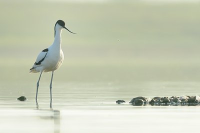 BUITEN BEELD Foto: 140129