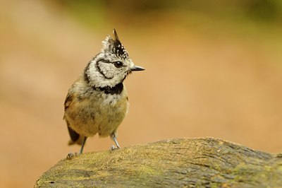 BUITEN BEELD Foto: 140146