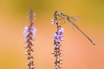 BUITEN BEELD Foto: 140160