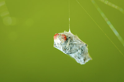 BUITEN BEELD Foto: 140169