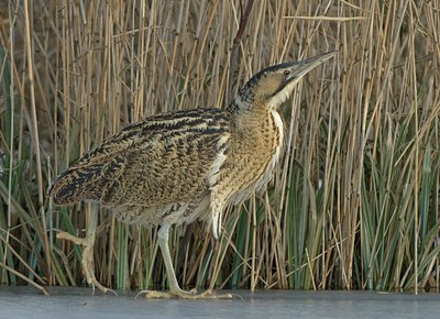 BUITEN BEELD Foto: 140191