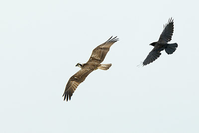 BUITEN BEELD Foto: 140197