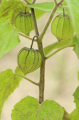 BUITEN BEELD Foto: 140212