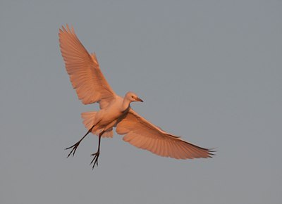 BUITEN BEELD Foto: 140244