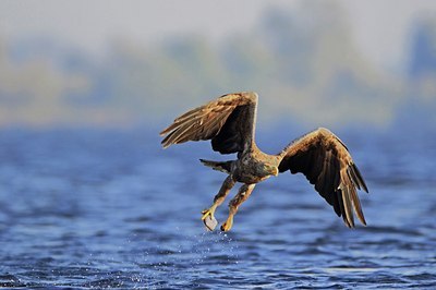 BUITEN BEELD Foto: 140246