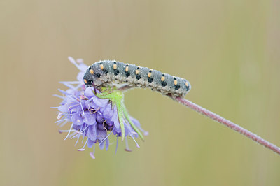 BUITEN BEELD Foto: 140284