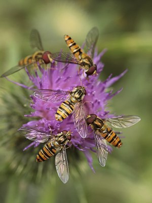 BUITEN BEELD Foto: 140383