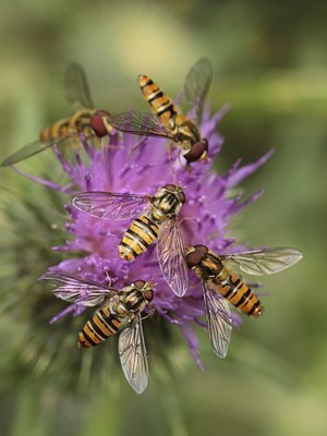 BUITEN BEELD Foto: 140383