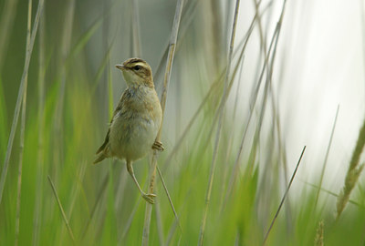 BUITEN BEELD Foto: 140413