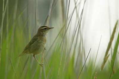 BUITEN BEELD Foto: 140415