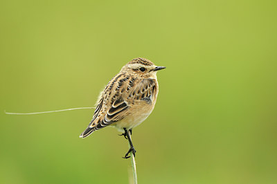 BUITEN BEELD Foto: 140456