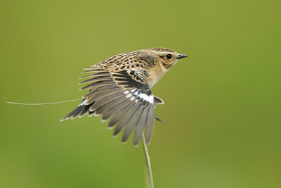 BUITEN BEELD Foto: 140459