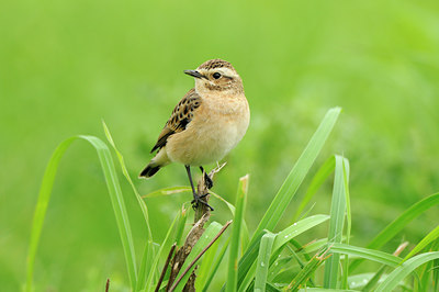 BUITEN BEELD Foto: 140461