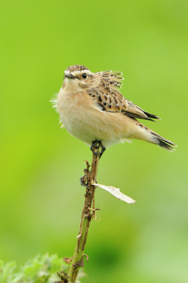 BUITEN BEELD Foto: 140464