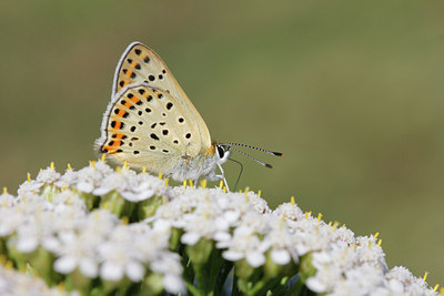BUITEN BEELD Foto: 140488
