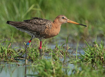 BUITEN BEELD Foto: 140498