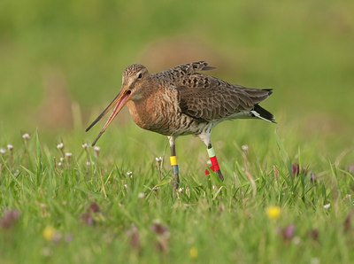 BUITEN BEELD Foto: 140499