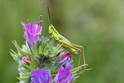 BUITEN BEELD Foto: 140508