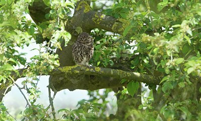 BUITEN BEELD Foto: 140597