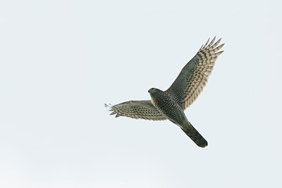 BUITEN BEELD Foto: 140602