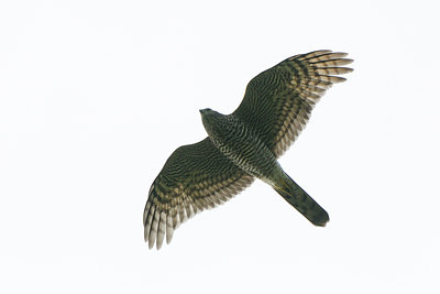 BUITEN BEELD Foto: 140603
