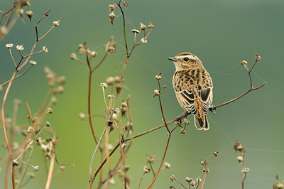 BUITEN BEELD Foto: 140605