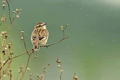 BUITEN BEELD Foto: 140606