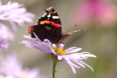 BUITEN BEELD Foto: 140612