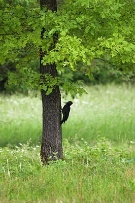 BUITEN BEELD Foto: 140691