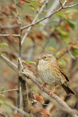 BUITEN BEELD Foto: 140761