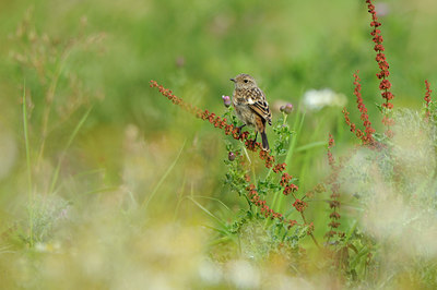 BUITEN BEELD Foto: 140768