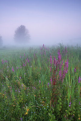 BUITEN BEELD Foto: 140780