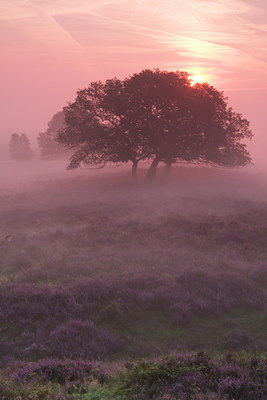 BUITEN BEELD Foto: 140789