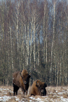 BUITEN BEELD Foto: 140858