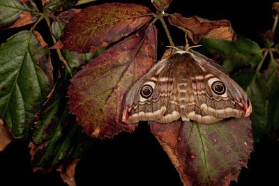 BUITEN BEELD Foto: 140886