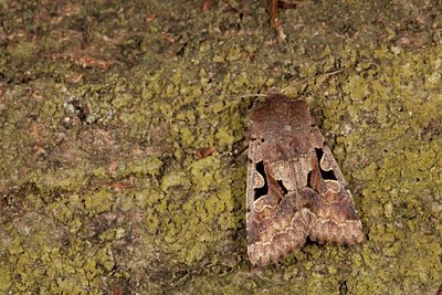 BUITEN BEELD Foto: 140888