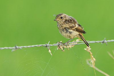 BUITEN BEELD Foto: 140891