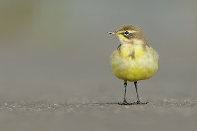 BUITEN BEELD Foto: 140899