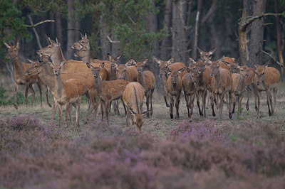 BUITEN BEELD Foto: 140913