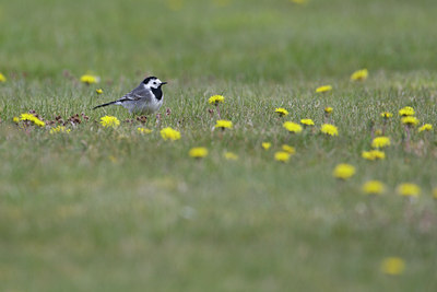 BUITEN BEELD Foto: 140920