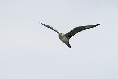 BUITEN BEELD Foto: 140992