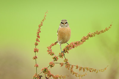 BUITEN BEELD Foto: 141040