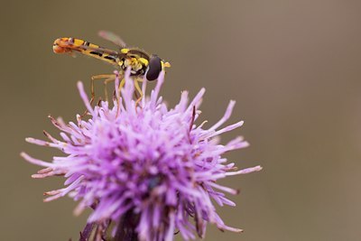 BUITEN BEELD Foto: 141050