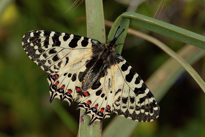 BUITEN BEELD Foto: 141066