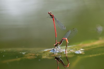 BUITEN BEELD Foto: 141079