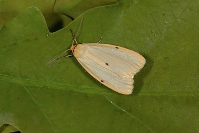 BUITEN BEELD Foto: 141154